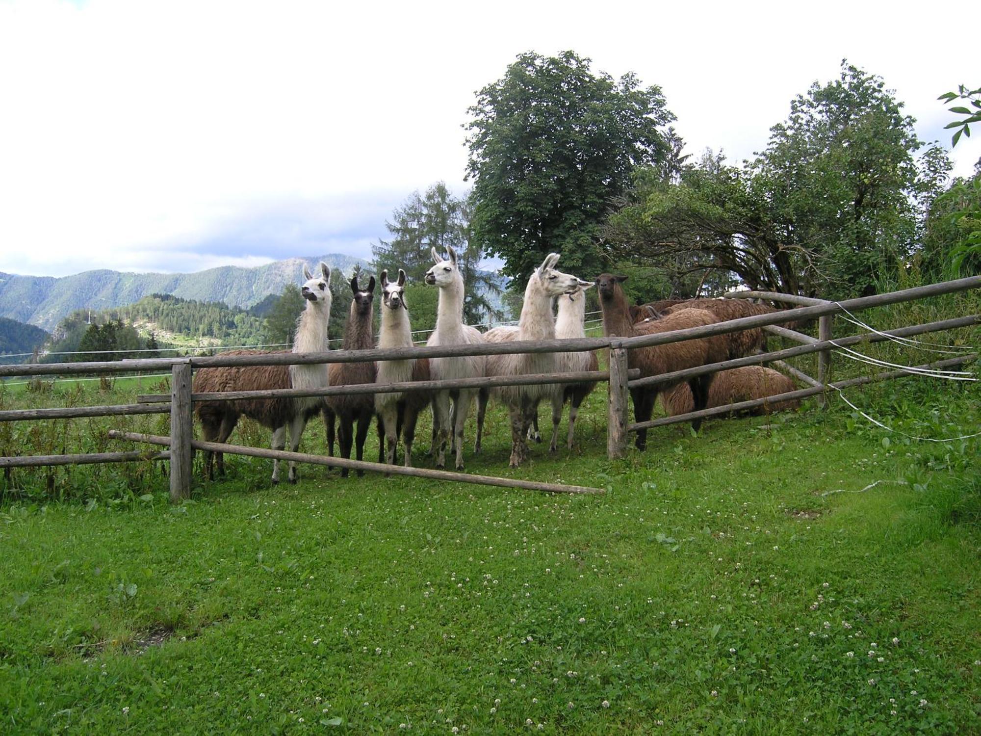 Country house Berg-panorama-hof Sturmgut *